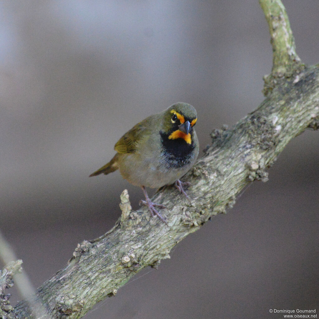 Sporophile grand-chanteur