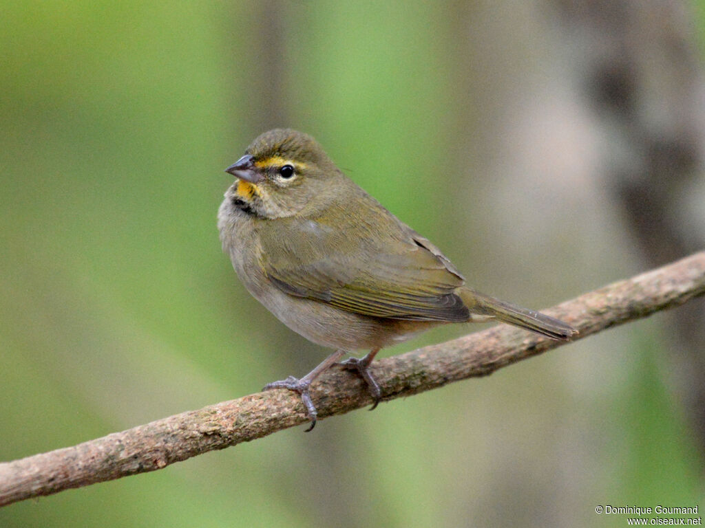 Sporophile grand-chanteur