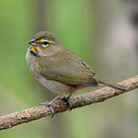 Sporophile grand-chanteur