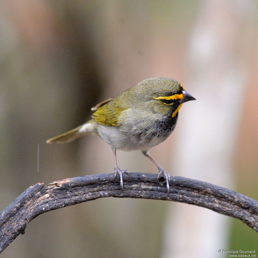 Sporophile grand-chanteur