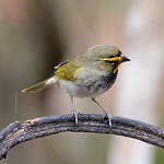 Sporophile grand-chanteur