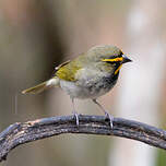 Sporophile grand-chanteur