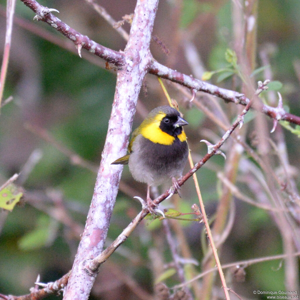 Sporophile petit-chanteur - Petit-chanteur de Cuba<br />adulte, identification