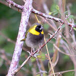Sporophile petit-chanteur