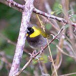 Sporophile petit-chanteur