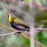 Sporophile petit-chanteur