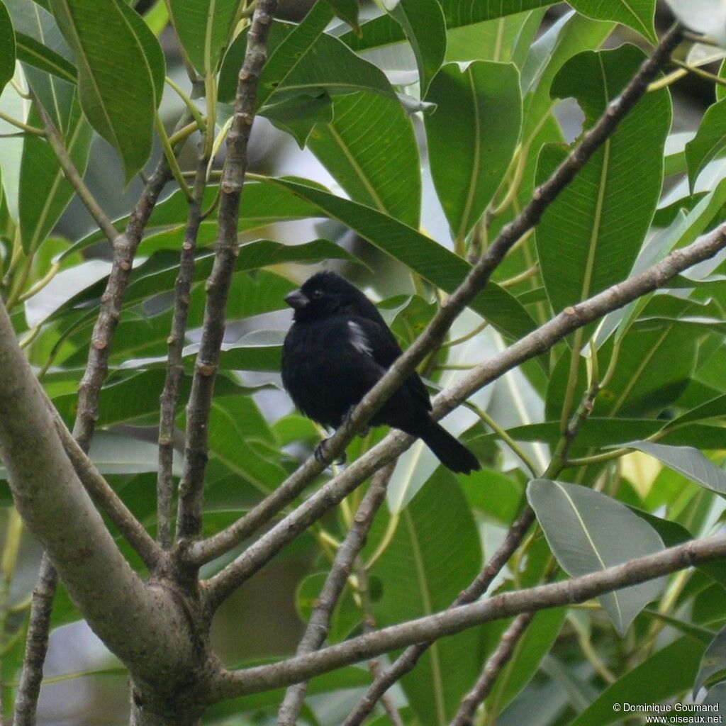 Variable Seedeater male adult