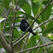 Variable Seedeater