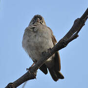 Speckle-fronted Weaver