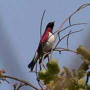 Violet-backed Starling