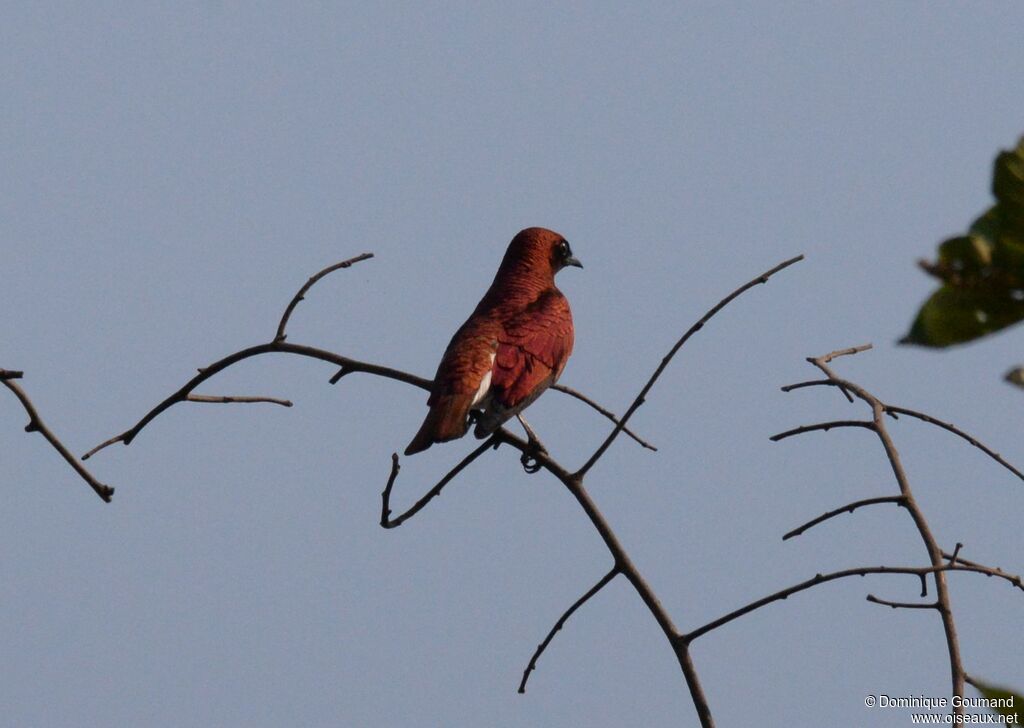 Violet-backed Starling male adult