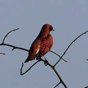 Violet-backed Starling