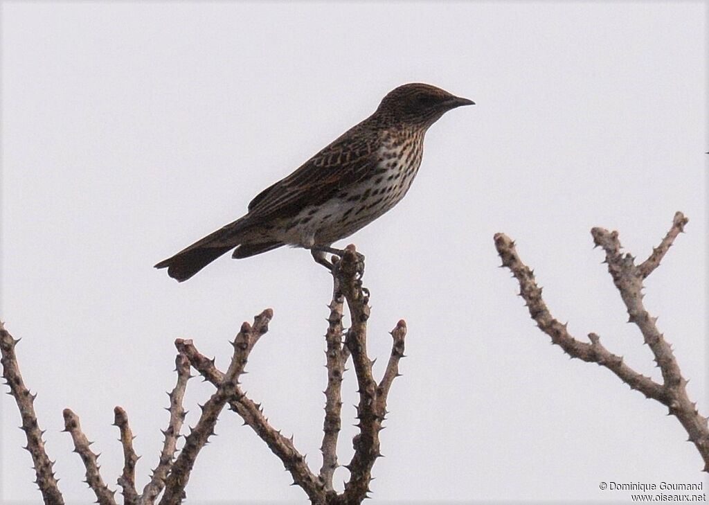 Violet-backed Starling female adult