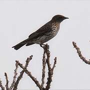 Violet-backed Starling