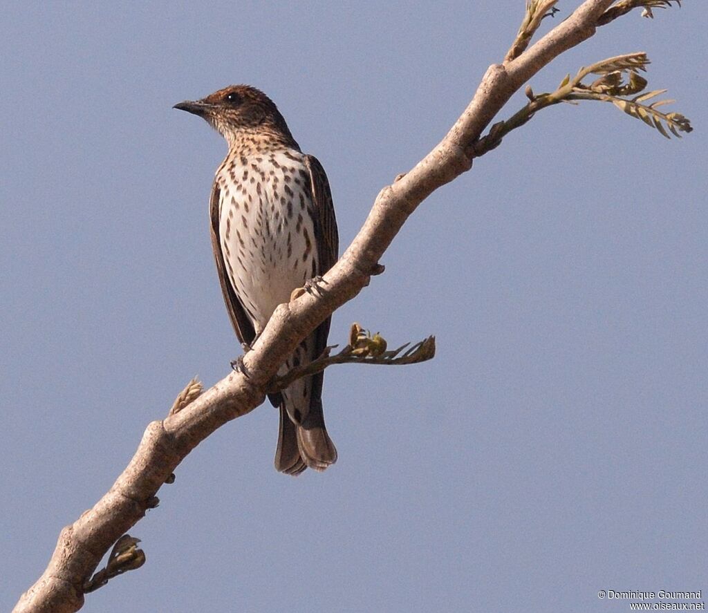 Violet-backed Starling female adult