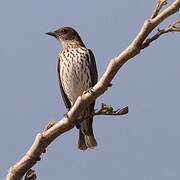 Violet-backed Starling