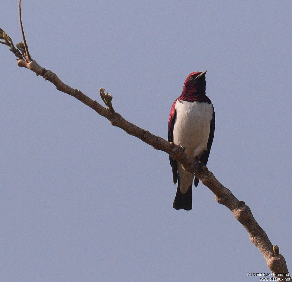 Violet-backed Starling male adult