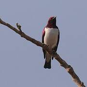 Violet-backed Starling