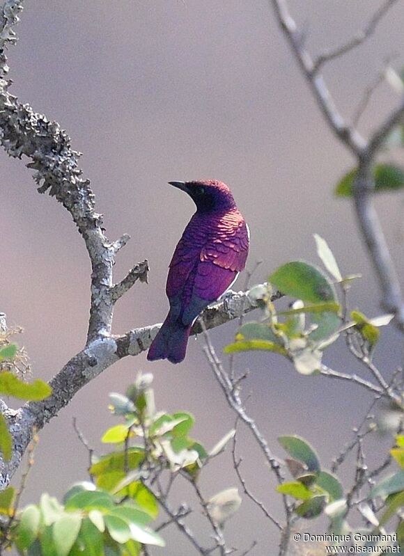Violet-backed Starling male adult