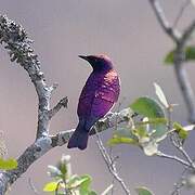 Violet-backed Starling