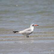 Caspian Tern