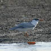 Caspian Tern