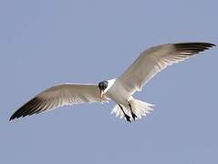 Caspian Tern