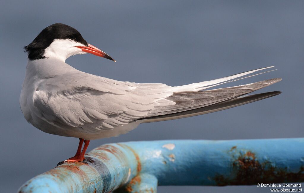 Common Ternadult breeding