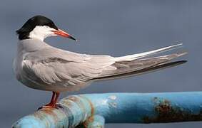 Common Tern