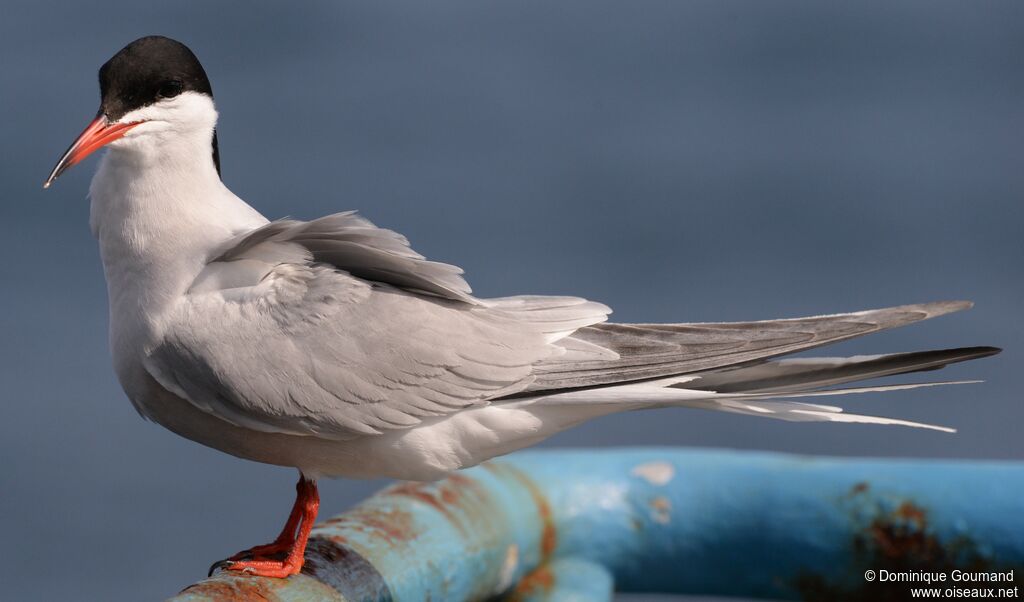 Common Ternadult breeding