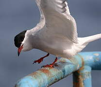 Common Tern