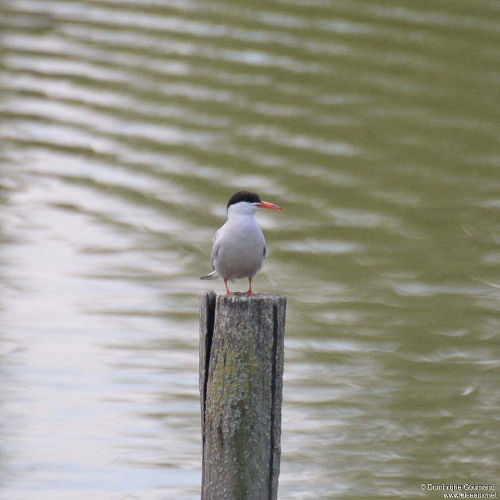 Common Tern