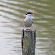 Common Tern
