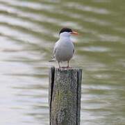 Common Tern