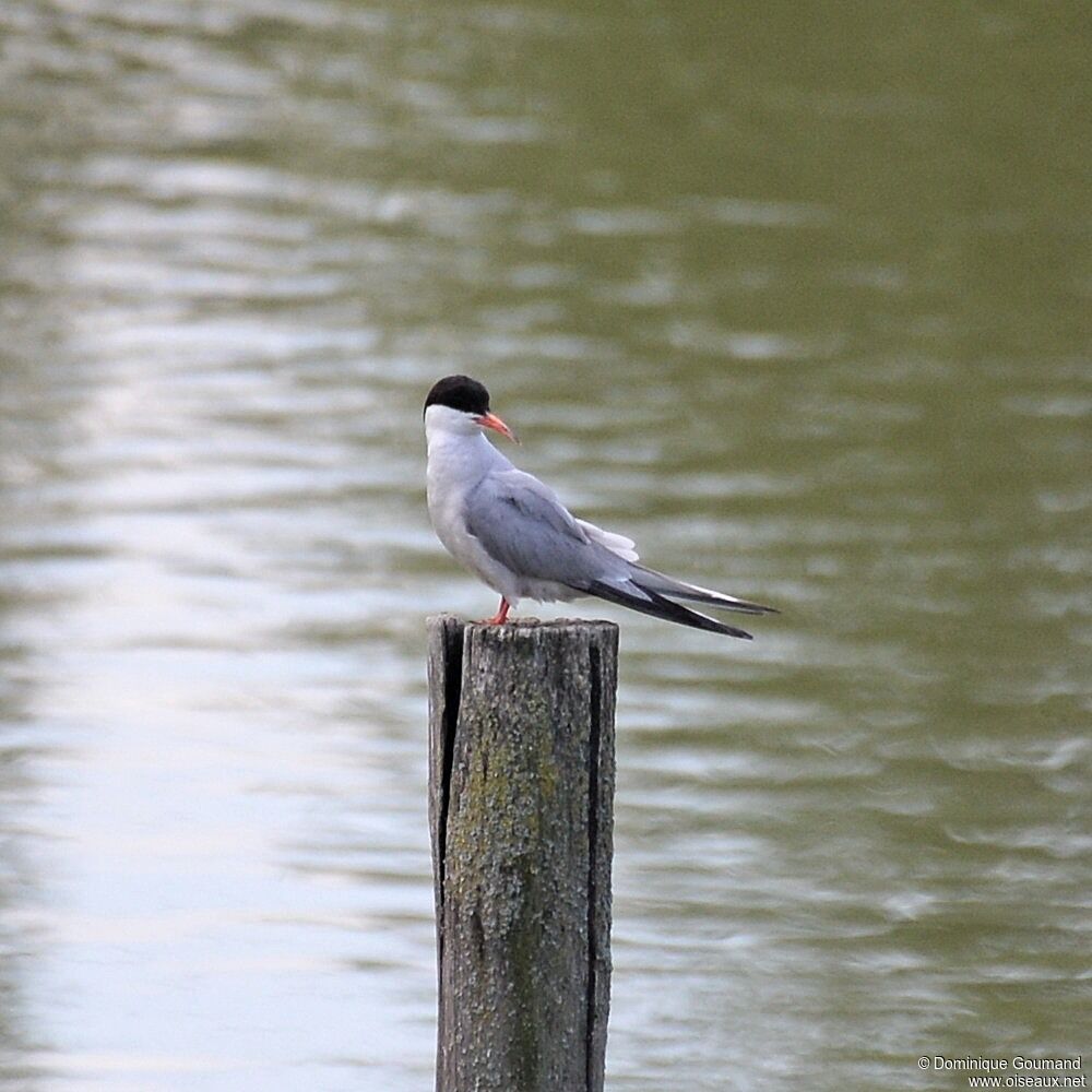 Common Tern