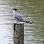 Common Tern