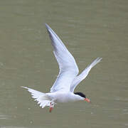 Common Tern