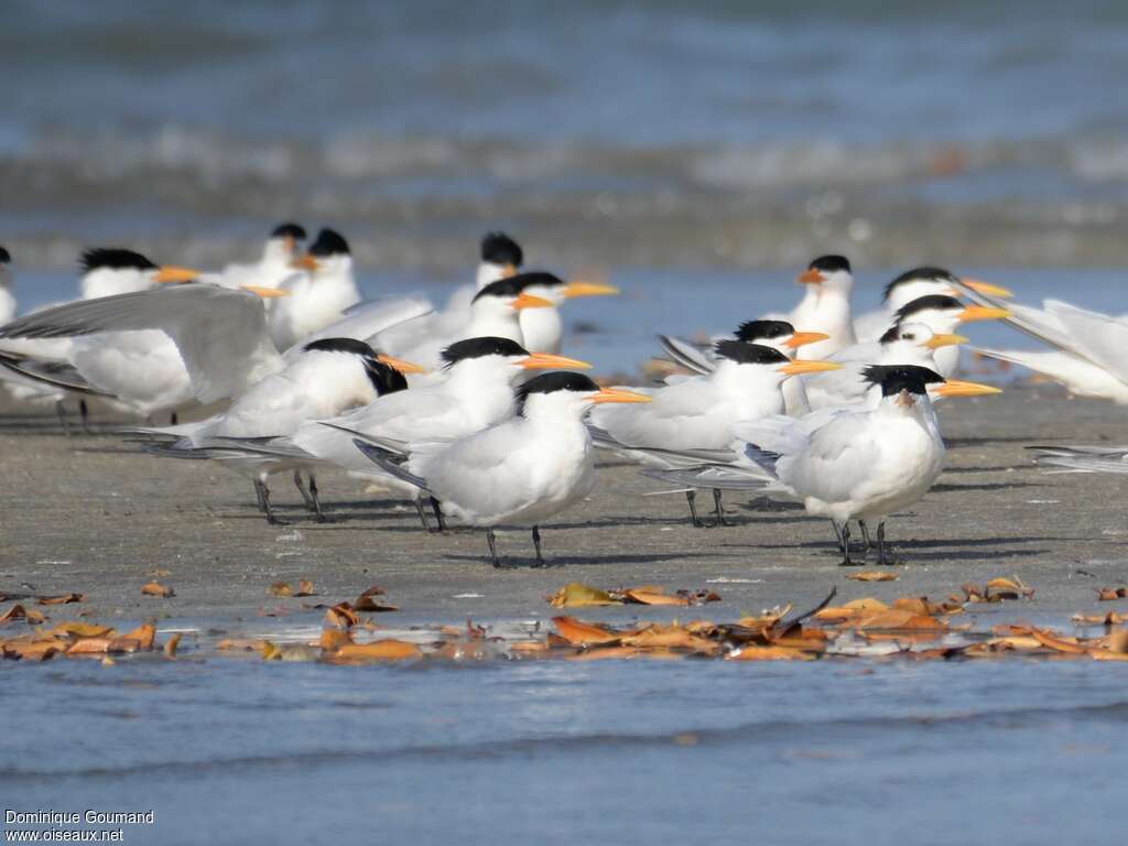 Lesser Crested Ternadult, Behaviour