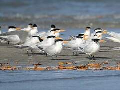 Lesser Crested Tern