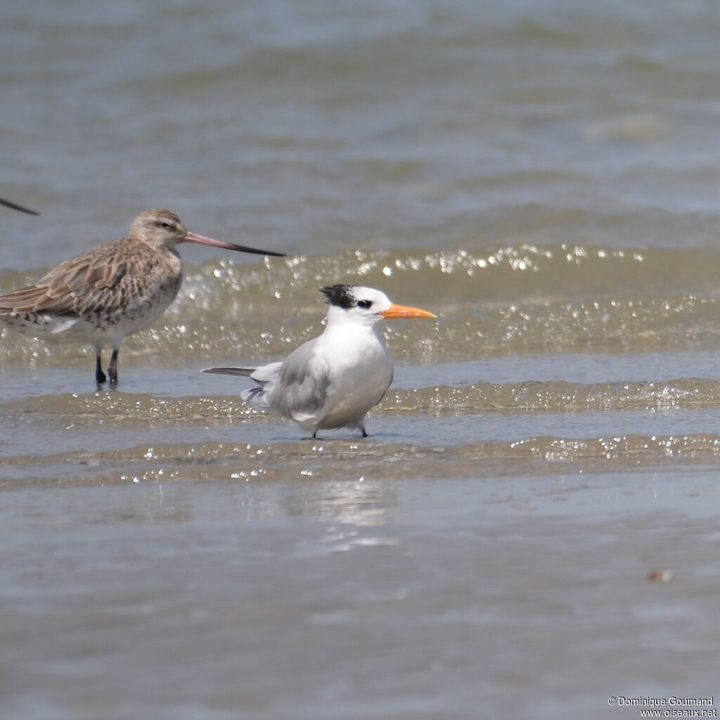 Lesser Crested Ternadult post breeding