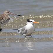 Lesser Crested Tern