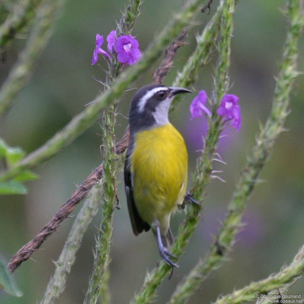 Bananaquitadult