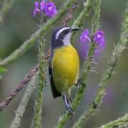 Bananaquit