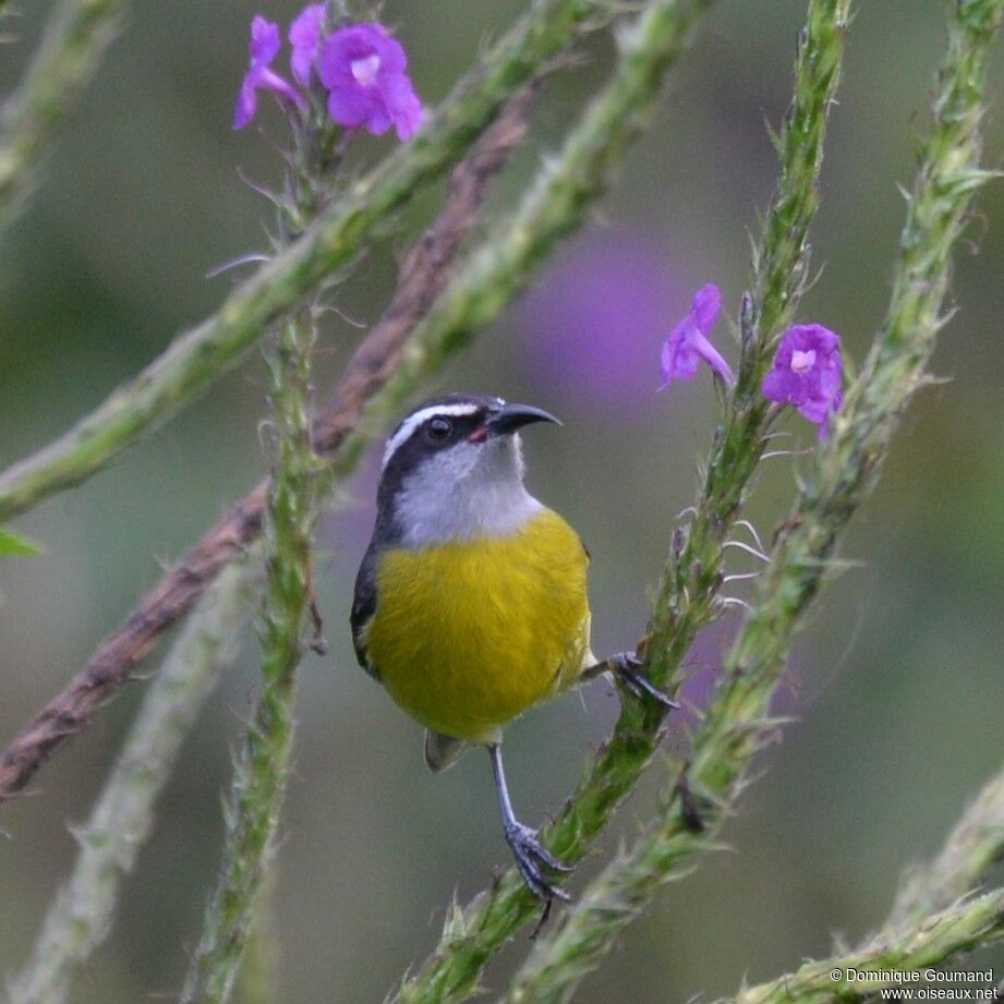 Bananaquitadult