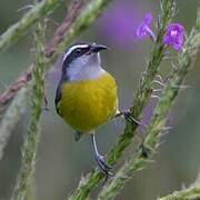 Bananaquit