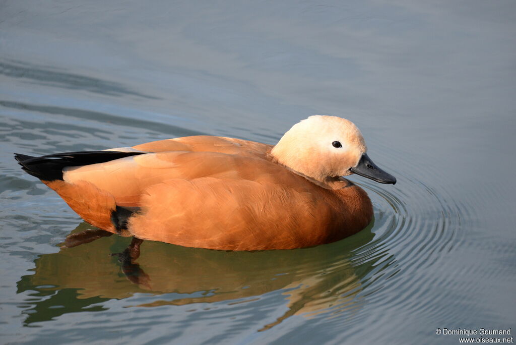 Ruddy Shelduck female