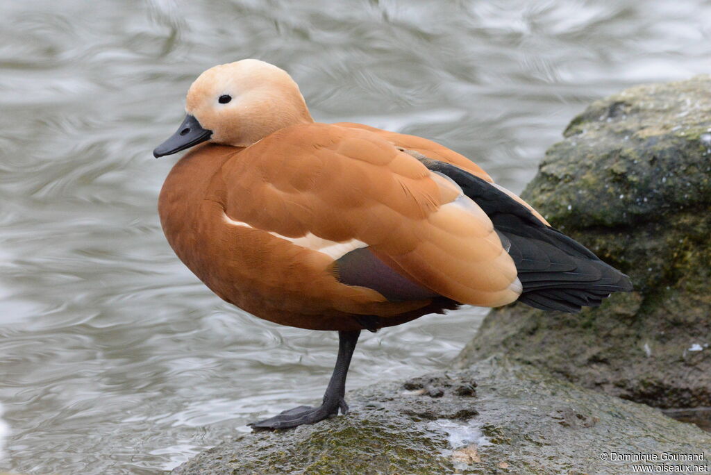 Ruddy Shelduck male adult