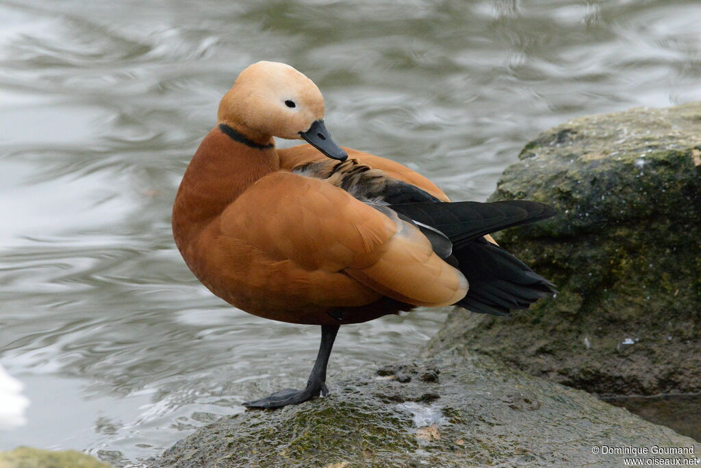 Ruddy Shelduck male adult