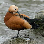 Ruddy Shelduck