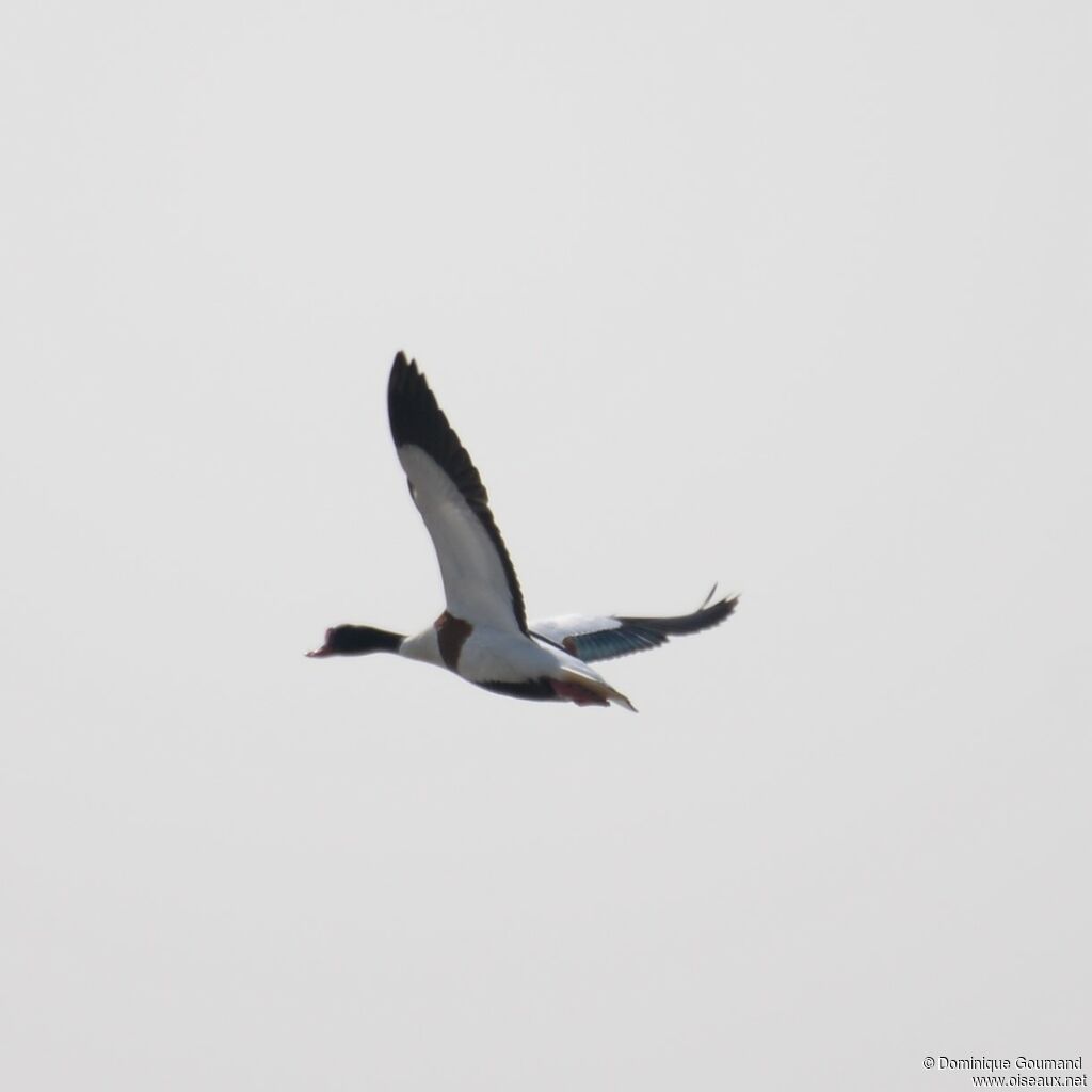 Common Shelduck male adult